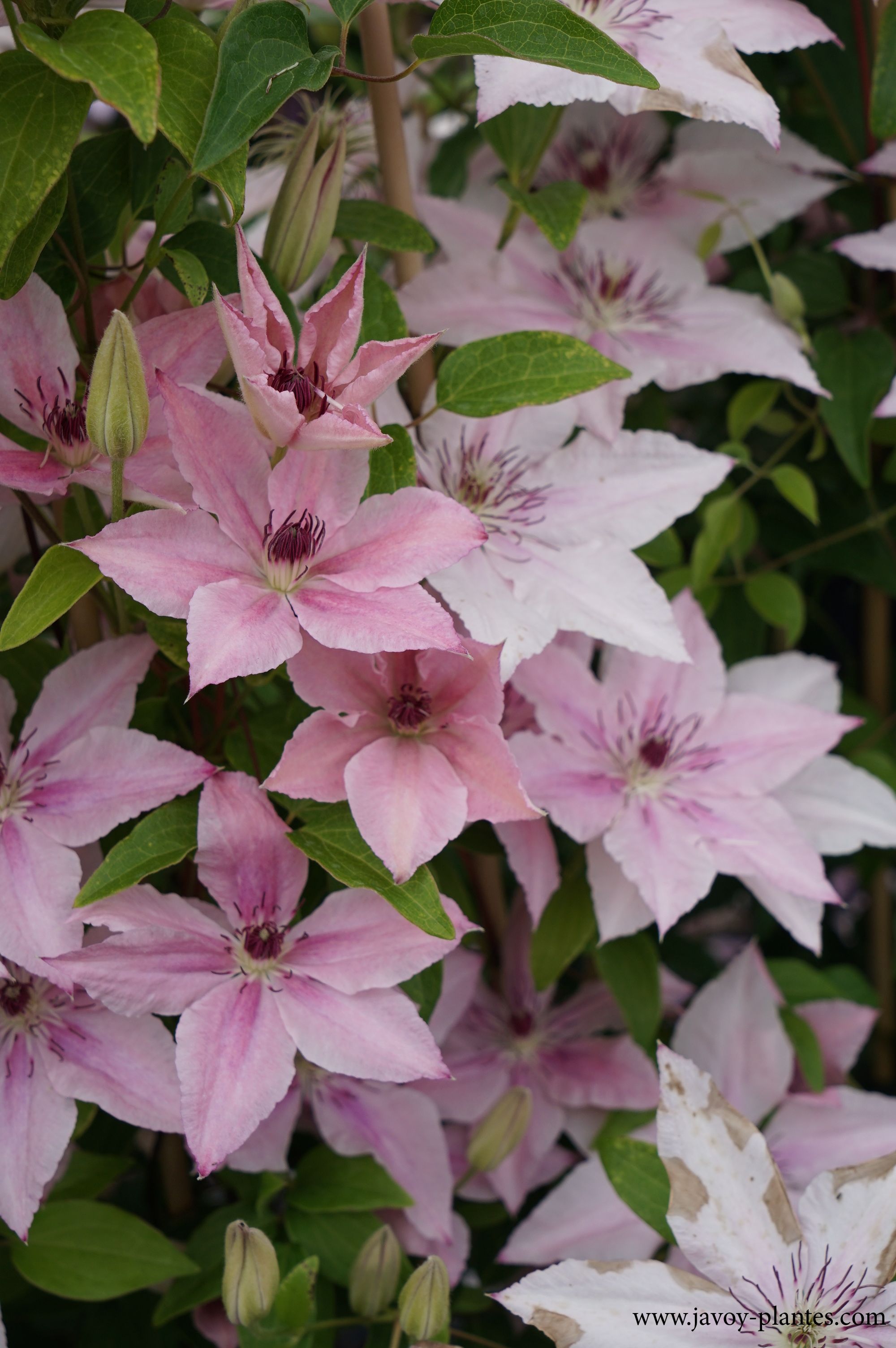 Clematis 'Pink fantasy'